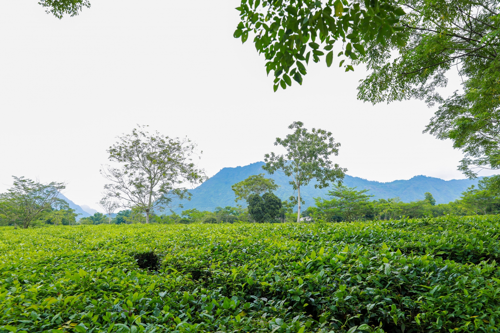 LÁ TRÀ - Tinh hoa của đất trời